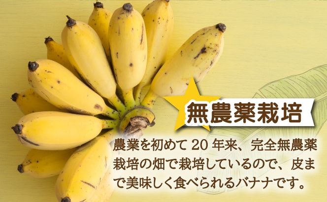 希少！特許製法で作るシリカ水で栽培する特別な「島バナナ」【ふるさと納税 沖縄県石垣市 沖縄 石垣市 石垣島 希少 無農薬 バナナ ばなな 離島のいいもの 沖縄いいもの石垣島 】OI-6