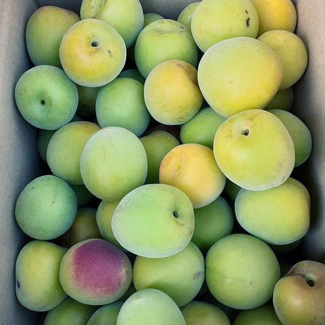 青梅 4kg 紀州南高梅 シロップ・梅酒・梅干し用等 和歌山県有田産 訳あり　2026年5月下旬～7月上旬発送予定  	CE049