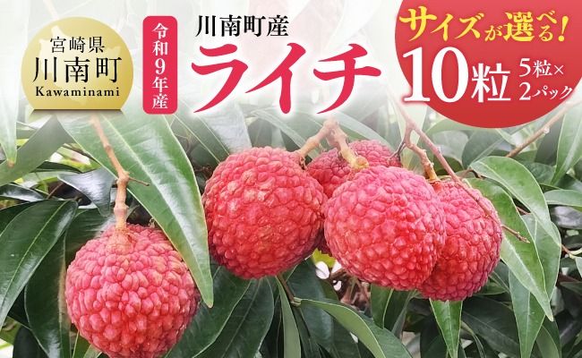 ※サイズが選べる※【令和9年産】川南町産ライチ 10粒(5粒×2パック) 【 国産ライチ フルーツ デザート 宮崎県産 】 [B03207 B03208 B03209]
