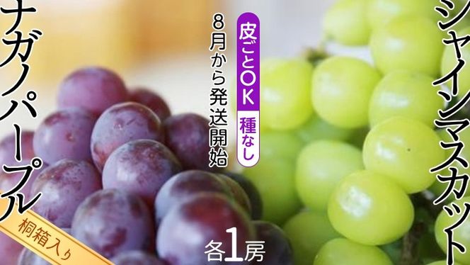【 桐箱入り 】 シャインマスカット 1房 と ナガノパープル 1房 【2026年8月から発送開始】（茨城県共通返礼品 [ぶどう]：結城市産） 果物 フルーツ マスカット ぶどう ギフト 贈答 プレゼント 桐箱 [BI340-NT]