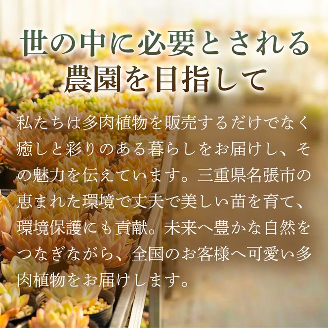 【初めての方にも育てやすい】色づきの美しい多肉植物お任せ多肉セット（4株）  1セット 多肉植物 多肉 植物 家庭菜園 初心者 簡単 厳選 無加温  美しい ハウス 色鮮やか 輸入苗 名張市特有 盆地気候 三重県 名張市