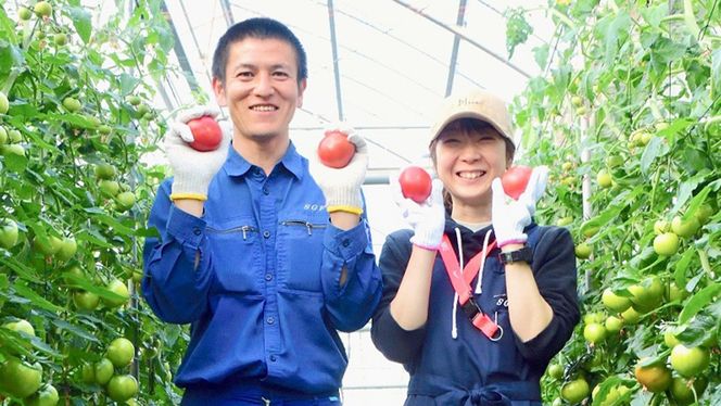 フルーツトマト 大箱 約2.6kg × 2箱 【大玉 20〜35玉/1箱】 2026年産 糖度7度 以上 野菜 フルーツ トマト とまと [AF073ci]