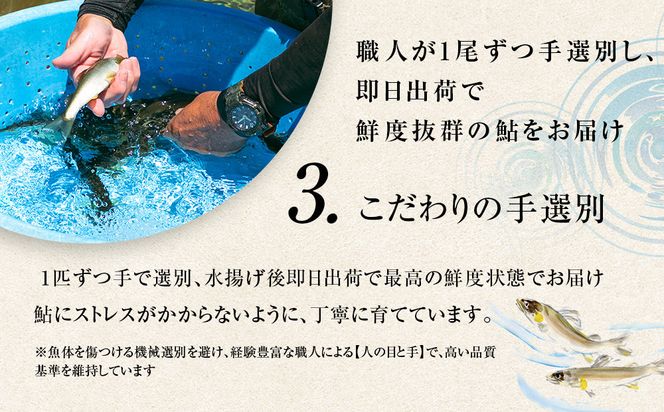若あゆ（冷蔵配送）1kg（10尾～15尾）OGATA養殖技術研究所 南紀白浜 304018_FA01