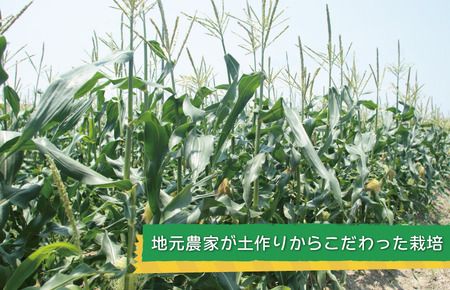 y{򍲖sz005A060 ys\zS[hbV 7{yVN  򍲖Y Ƃ낱 R[ ₳ TONOt@[ ] ʌz