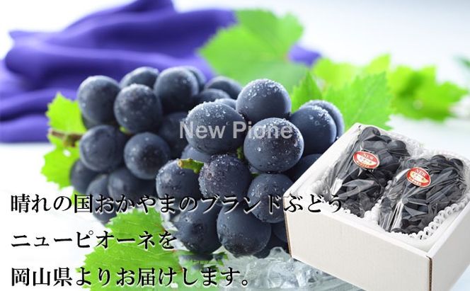 ぶどう 2026年 先行予約 ニュー ピオーネ 約500g×2房 8月下旬～10月上旬発送 ブドウ 葡萄 岡山県産 国産 フルーツ 果物 ギフト 岡山の葡萄 デザート 食後