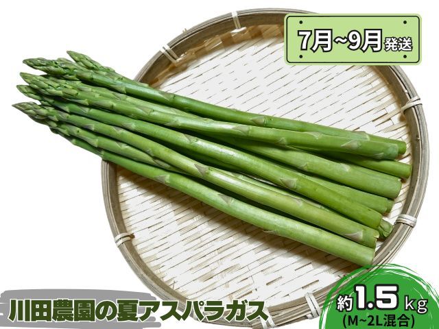 アスパラガス 先行予約 夏アスパラガス 約1.5kg+100g M～2L 混合 川田農園 アスパラ グリーンアスパラ 野菜 夏野菜 旬 旬の野菜 産地直送 2026年 2026 予約 青森 冷蔵 冷蔵配送 7月～9月発送