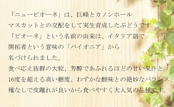 ぶどう 2026年 先行予約 ご家庭用 ニュー ピオーネ 3～6房 約2kg ブドウ 葡萄 岡山県産 国産 フルーツ 果物 岡山のぶどう 旬のフルーツ 旬の果物 大粒 種無し