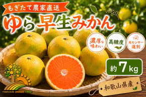 【先行予約】ゆら早生 みかん 濃厚な味わい 約7kg 希少品種《有機質肥料100％》極早生 ｜ 由良 ゆら 早生 わせ 柑橘 果物 くだもの フルーツ 和歌山 有田