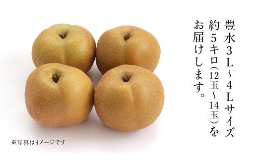 茨城県産 梨 豊水 サイズ おまかせ （ 3L～4L ） 5kg （ 12～14玉 ） 【2026年9月上旬発送開始】 (茨城県共通返礼品：大子町) 梨 なし ナシ 果物 くだもの 季節 フルーツ デザート 旬果