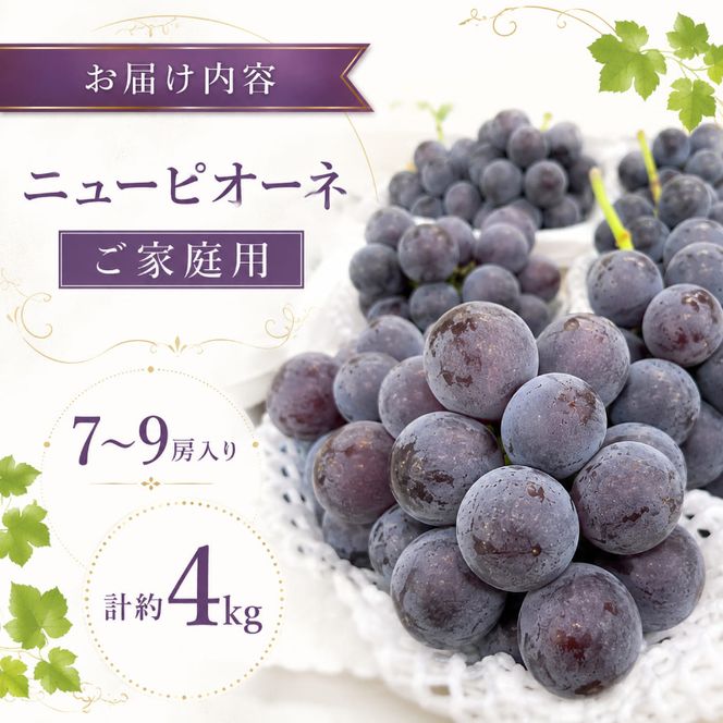 ニューピオーネ7～9房入り 約4kg コンテナ茶箱 ご家庭用 岡山県高梁市産