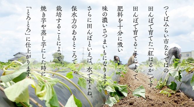 【 訳あり 】 さつまいも ！ 紅はるか サツマイモ 芋 いも べにはるか 茨城 美味しい おいしい ワケアリ 訳アリ 規格外 不揃い [BK09-BK10-NT]