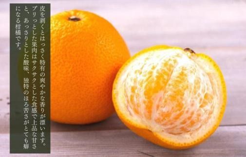 八朔 (はっさく)  玉ぞろい 箱込 2.5kg(内容量約 2.3kg) 2L L Mサイズのいずれか 秀品 優品 混合和歌山県産  産地直送［おまけ付き］［みかんの会］ AX234