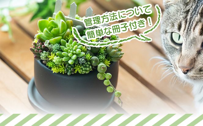 多肉植物の寄せ植え Mサイズ - 鉢植え インテリア ガーデニング おしゃれ グリーン プレゼント 観葉植物 多肉 植物 寄せ植え かわいい お楽しみ 自然 PUKUTTO 高知県 香南市 pk-0005