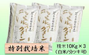特別栽培米 【 令和8年産 】 精米 30kg（白米/5分/7分ツキ可）【 ミルキークイーン 】玄米は別に出品