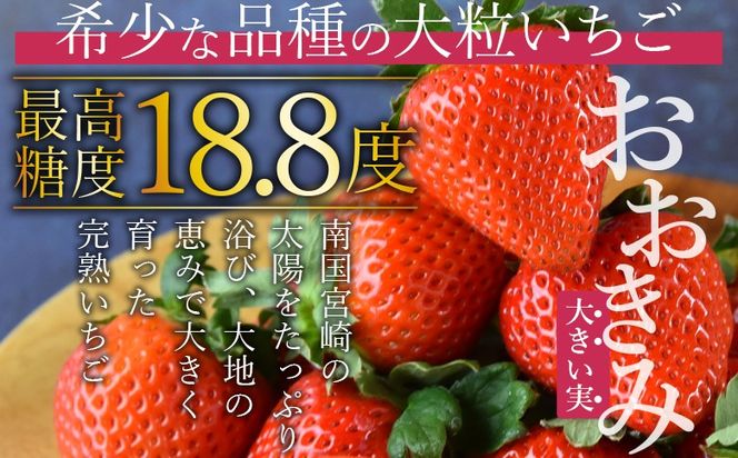 ＜高級いちご 「おおきみ」 （15粒入り×2パック 合計約760g以上）簡易包装＞2025年1月上旬から4月末迄に順次出荷【 いちご イチゴ 苺 先行予約 甘い 大きい 果物 フルーツ 季節物 】【b0859_sn】