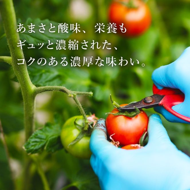 アメーラ トマト ミニトマト 10パック セット アメーラルビンズ 高糖度 7.5以上 化粧箱入り 産地 直送 新鮮 旬の 野菜 高級 フルーツトマト 甘い 静岡県 藤枝市