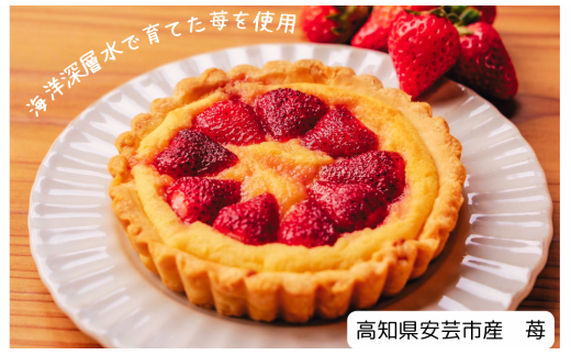 スイーツキッシュ2種セット キッシュ スイーツ デザート バスクチーズケーキ 濃厚 クリーミー チーズケーキ 旬 果物 高知県産 パイ タルト 新食感 しっとり サクサク ランチ 美容室 喫茶店 しおん 直径11㎝ 2個 スイーツチーズキッシュ 季節のスイーツキッシュ 返礼品 安芸市 高知県