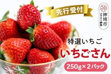 【先行受付 R7年1月中旬より発送】期間限定 特選いちご(いちごさん) 250g×2パック【苺 イチゴ ブランドいちご 朝採れ デザート スイーツ フルーツ 誕生日ケーキ バレンタイン】(H101102)