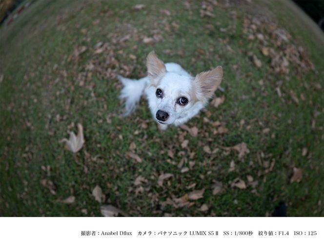 SIGMA 15mm F1.4 DG DN DIAGONAL FISHEYE  | Art【Lマウント】