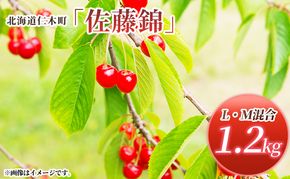 先行受付 北海道 仁木町産 さくらんぼ 佐藤錦 1.2kg (300g×4パック) L-Mサイズ 混合  旬 桜桃 産地直送 サクランボ チェリー フルーツ 果物 果物類 仁木町 仁木 [松山商店]