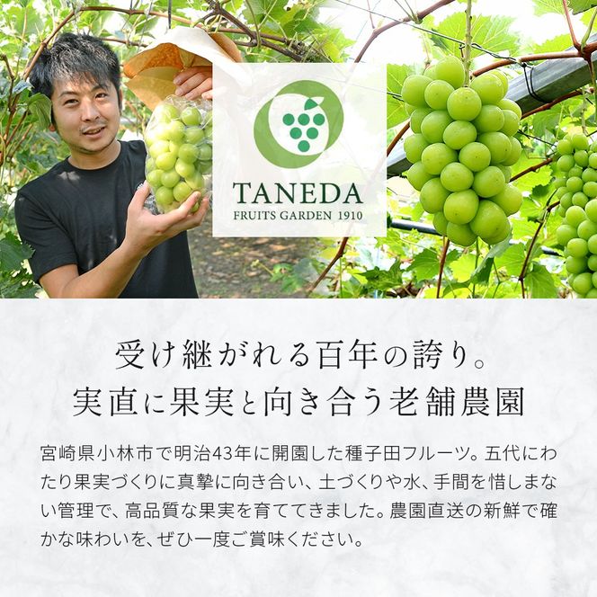 【令和8年発送・先行予約】大玉 特選 シャインマスカット 800g（ぶどう ブドウ シャインマスカット シャイン マスカット フルーツ 果物 くだもの 旬 先行受付 2026 産地直送 限定）