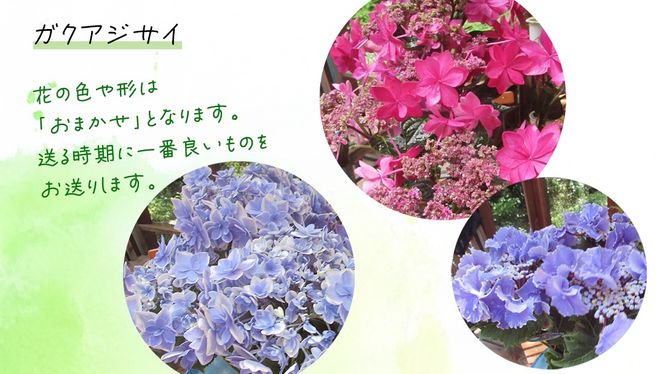 ≪先行予約≫ガク アジサイ 【 おまかせ 1点 】【2026年4月上旬頃より発送開始】 植物 花 インテリア フラワー 紫陽花 お花 園芸 初夏 梅雨 ガーデニング  [BG006us]