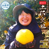 土佐水谷農園の露地土佐文旦 家庭用約5キロ 大小混合（L - 上限なし：8玉前後） 訳あり 