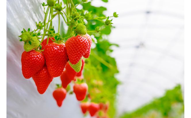 こだわり栽培 いちご ゆめのか約1kg（約250g×4パック）【2026年1月～2026年4月末までお届け】 232238_DS004