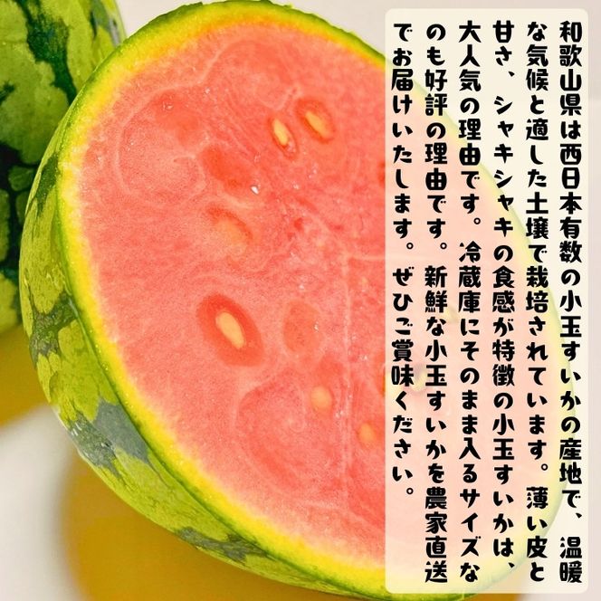 ［先行予約 2027年6月発送］厳選 小玉すいか Mサイズ／2玉入り［農家直送］［先行予約］［和歌山県産］［MS127］ 303446_XD90053