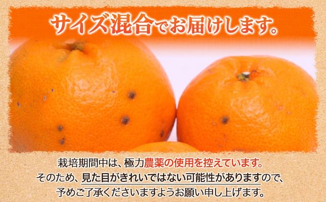みかん はるみ ご家庭用 1kg+250g 傷み補償分 サイズ混合 池田鹿蔵農園@日高町《2月上旬-3月末頃出荷》和歌山県 日高町 フルーツ 果物 柑橘 希少品種 送料無料 訳あり【配送不可地域あり】---wsh_idn327_2j3m_25_7000_1kg---