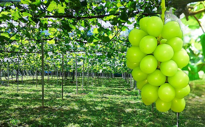2026年 早期受付 ぶどう 晴れの国 シャインマスカット 2kg (4～5房) 化粧箱入り 岡山県 高梁市 ブドウ 葡萄 果物 フルーツ 