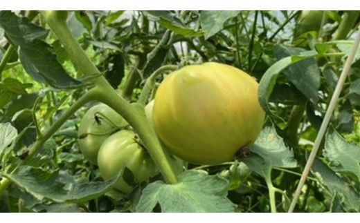 【 訳あり 】 地下水100％で作る美味しい 「 桃太郎トマト 」 8kg 野菜 桃太郎 トマト とまと 地下水 ミネラル [DU011ci]