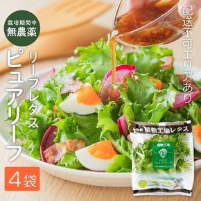 レタス ピュアリーフ 4個入り リーフレタス 栽培期間中 無農薬 新鮮 サラダ 最新植物工場レタス