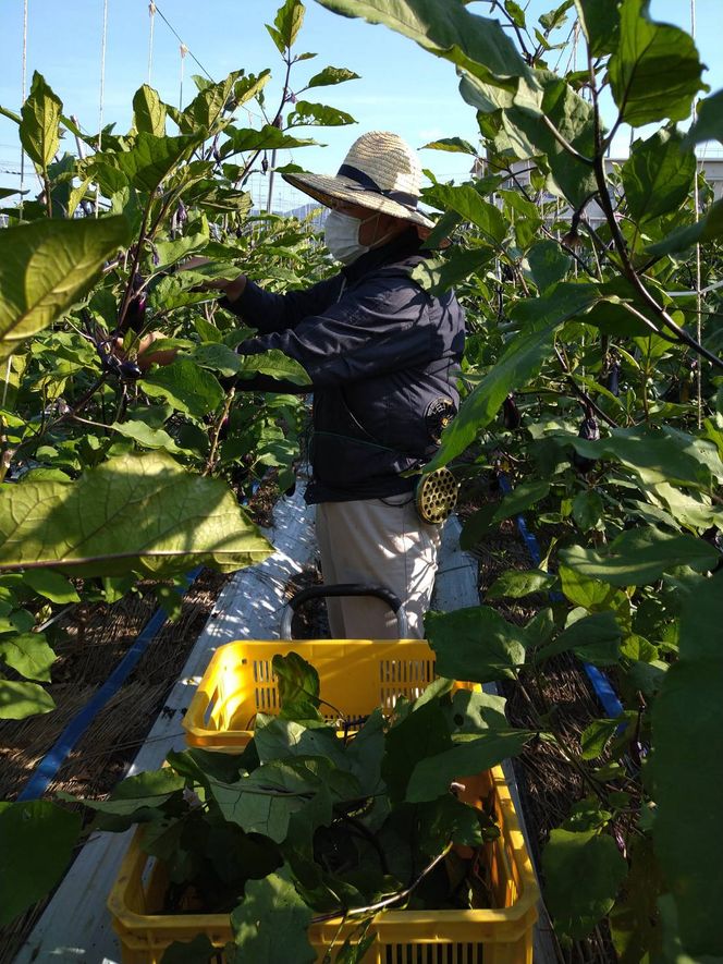【緑のゆうき】購入された野菜の売上の1％が、社会貢献に 京都産のこだわり野菜（有機野菜、栽培期間中農薬・化学肥料不使用など）を 美味しいタイミングで収穫したセット 261009_B-KS08