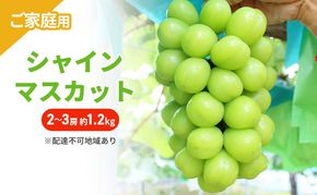 ぶどう 2026年 先行予約 ご家庭用 シャインマスカット 2～3房 約1.2kg ブドウ シャイン マスカット 葡萄 岡山 国産 フルーツ 果物
