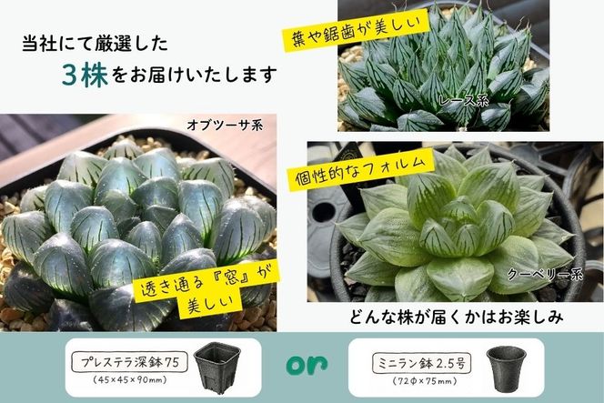 特選美種：多肉植物 ハオルチア 実生オリジナル苗 おまかせ3種【埼玉県 春日部市 観葉 飾り用  室内向け コレクター 趣味園芸 希少カテゴリー 選定株 贈答品 家庭鑑賞】（DM003）