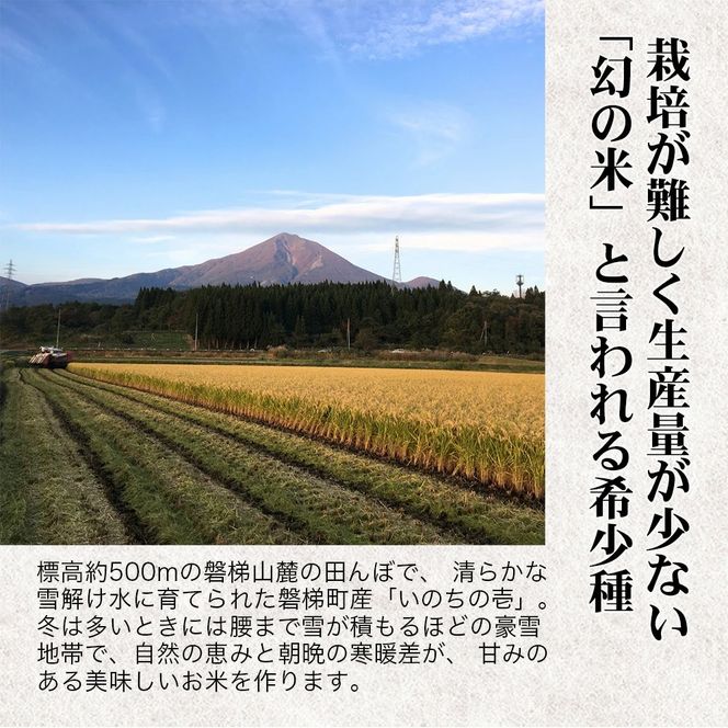 【令和6年産】幻の米 いのちの壱 特別栽培米 5kg 【減農薬・減化学肥料】