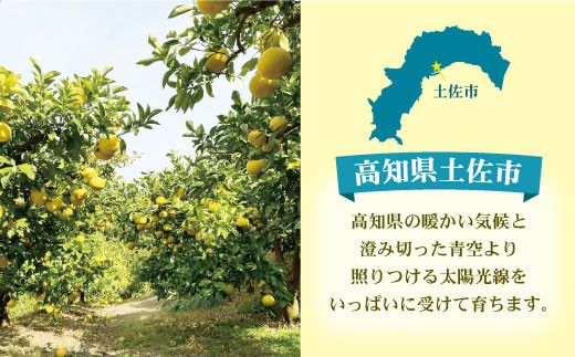 【訳あり】土佐文旦（ぶんたん）家庭用（M～5L）約3kg 