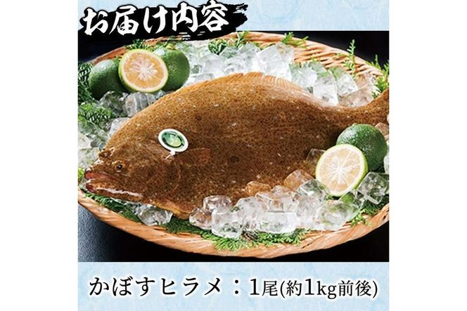  かぼすヒラメ (1尾・約1kg前後) ひらめ 平目 直送 漁師 養殖 魚 鮮魚 白身魚 獲れたて 刺身 煮つけ 唐揚げ 塩焼き 冷蔵 国産 大分県 佐伯市 蒲江産【CX02】【大分県漁業協同組合】