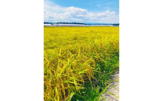 陽・気候・水の三拍子揃った美旗地区より みはたM'sファーム 令和7年産 伊賀米コシヒカリ 5kg 3年連続 特A 米 こしひかり ご飯 ごはん 白米 精米 三重県 名張市