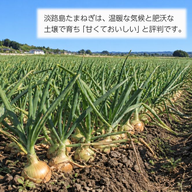 淡路島産たまねぎ10kg　玉ねぎ