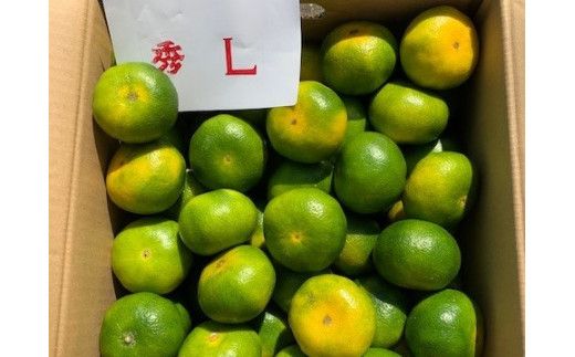 BF6038n_【2026年先行予約】 極早生みかん 5kg 赤秀 Lサイズ【ミカン 蜜柑 柑橘 温州みかん 有田みかん 贈答 ギフト わせみかん 和歌山】