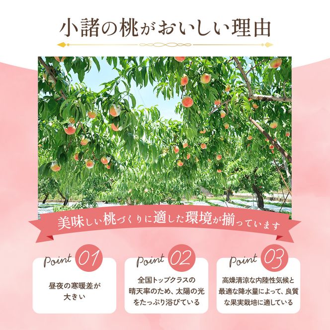 【オンライン決済限定】【2026年8月中旬～発送予定】 先行予約 「浅間水蜜桃プレミアム」 もも 川中島白桃 秀品 約2kg 5～9玉 贈答品 ふるさと納税 果物 フルーツ モモ 果肉 デザート 酸味少なめ 硬め 長野県産 小諸市