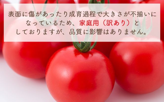 【2026年1月以降発送】フルーツトマト １ｋｇ 家庭用 yr-0066