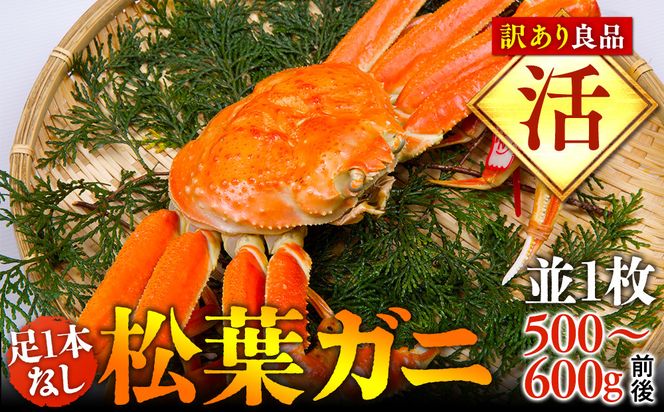1021.【活】足1本なし　訳あり松葉ガニ　並1枚（500～600g前後）【着日指定不可】※2026年11月上旬～2027年3月下旬頃に順次発送予定《かに カニ 蟹》 313726_AL031VC01