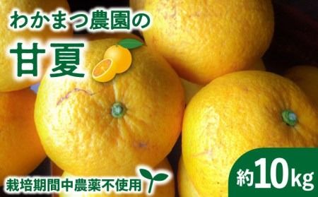 【先行予約】【 有機栽培 】 甘夏 10kg 栽培期間中 農薬 不使用 【2025年4月中旬以降順次発送】《糸島》 【わかまつ農園】 [AHB016] 果物 フルーツ