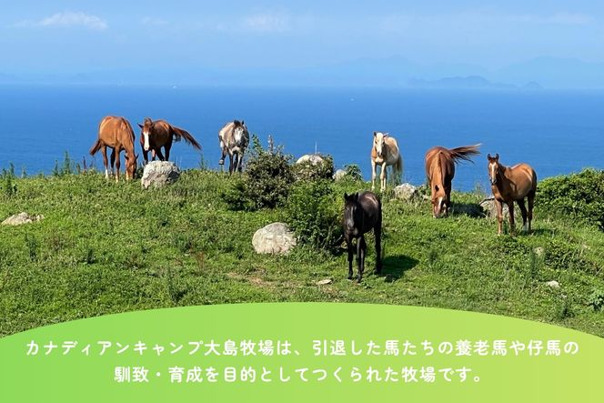 【返礼品なし】引退馬・仔馬の飼育支援 10,000円【カナディアンキャンプ乗馬クラブ】_HA2056 馬 仔馬 飼育支援 牧場 福岡県宗像市 宗像市 福岡 宗像