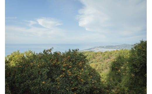 【2025年12月上旬発送開始】 アカメの国農園特選みかん 青秀詰め合わせ 5kg / みかん 蜜柑 ミカン 柑橘 フルーツ 果物 みかん くだもの 柑橘 旬 果実 甘味 酸味 甘い mikan 産地直送 農家直送 数量限定 国産 先行予約 ご家庭用 ミカン ご当地 お返し ミカン 贈り物 人気 贈答用 家庭用 土産 手土産 みかん / 安芸市 / アカメの国農園 [AA004]