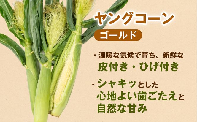 ［食卓を彩る希少な季節野菜］潮風ベイビー 4.5kg ヤングコーン ゴールド ベビーコーン グリル 付け合わせ野菜 BBQ 焼き野菜 和歌山県 白浜町 304018_ET11