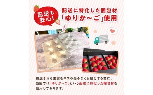 贈答用いちご 3品種食べ比べセット(3パック入)《 いちご 苺 イチゴ フルーツ 果物 国産 フルーツ工房はたや あまえくぼ 章姫 あまクイーン ロイヤルクイーン ぽりっちご あまおとめ 堅しろう 》【2502C09701】